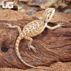 Citrus Bearded Dragon