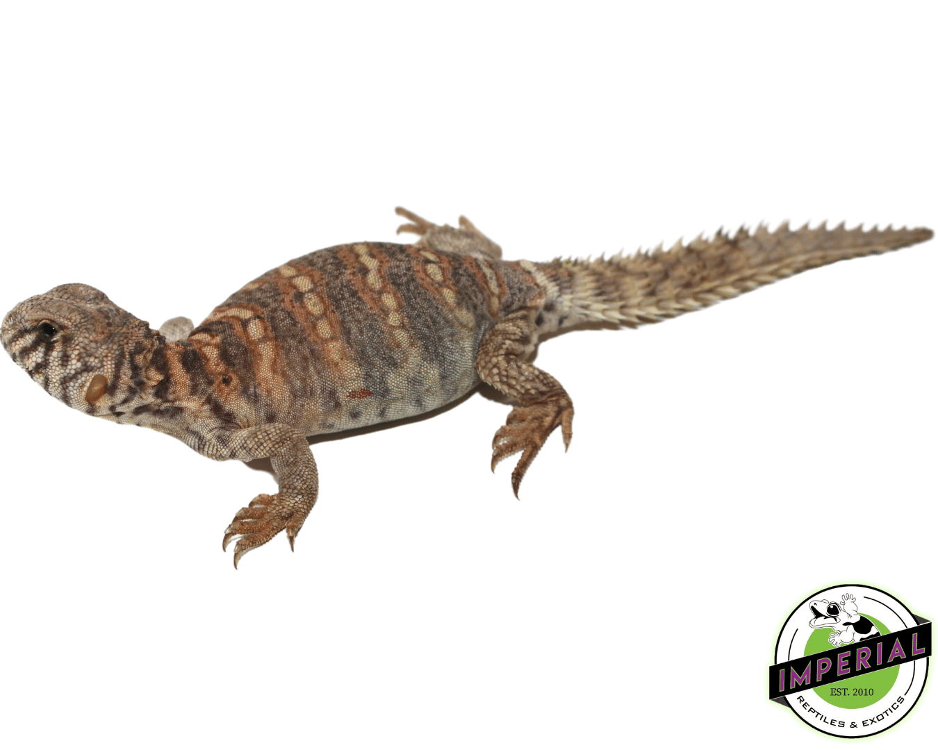 Ornate Uromastyx Baby