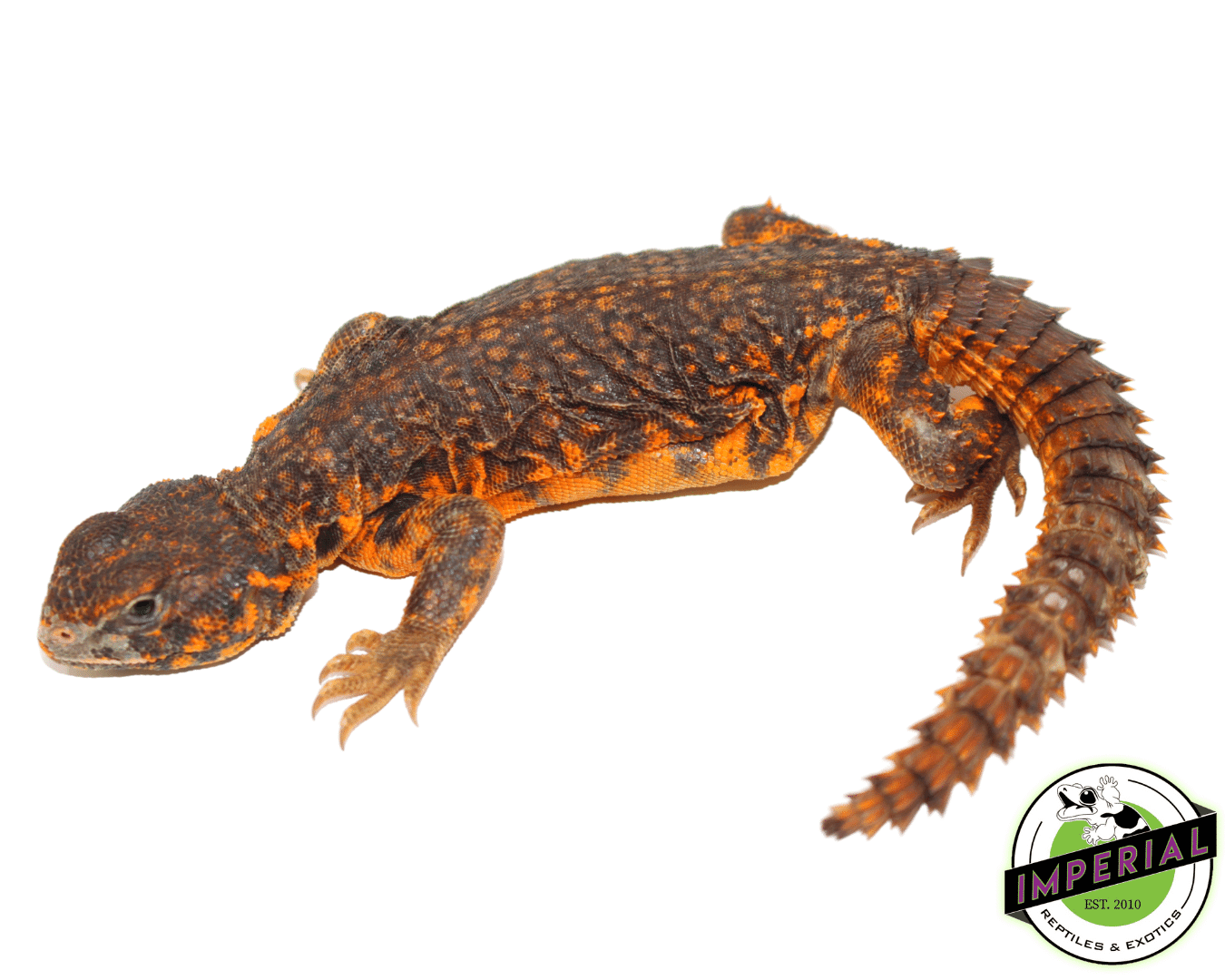 Red Nigerian Uromastyx Juvenile
