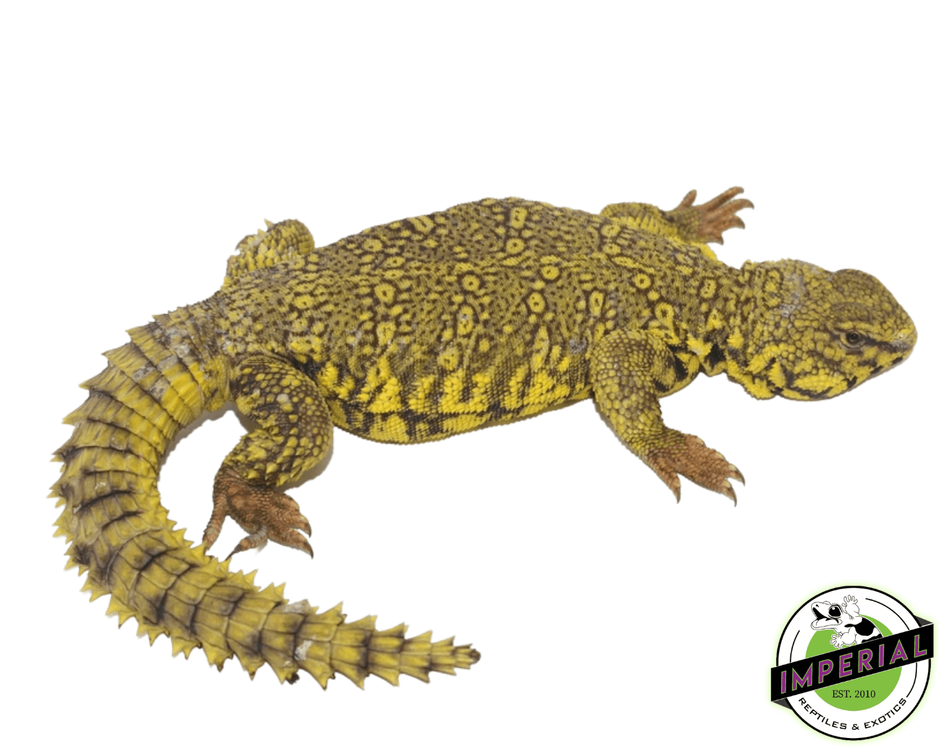 Yellow Nigerian Uromastyx